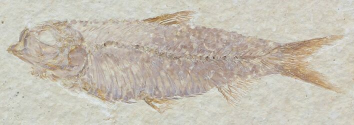 Knightia Fossil Fish - Wyoming #32840